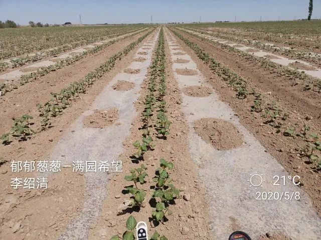 进入五月棉花苗期管理有何不同 具体措施有哪些 棉花 壮苗 播种 新浪新闻
