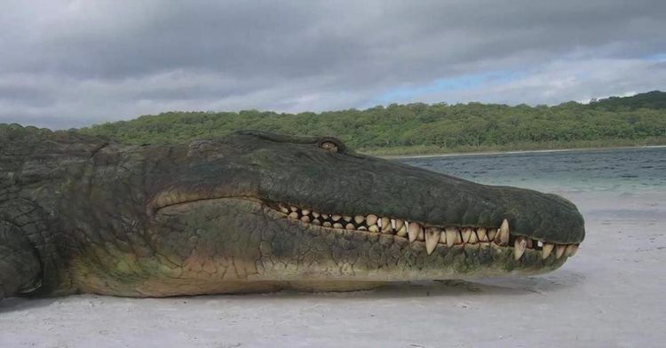 这种鳄鱼以大型恐龙为食就算没有小行星袭击恐龙也会被吃光