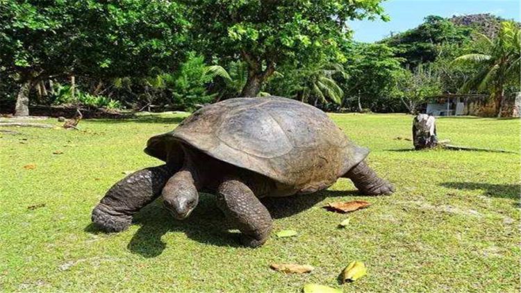 188岁巨龟找了个伴侣,努力29年却无子嗣,兽医:伴侣