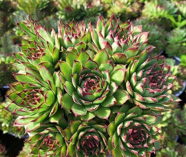 最贵的多肉有这些,一颗20万,一般人真是买不起