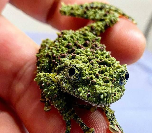 自带哥特风的马来西亚火蜗牛活脱脱的蜗牛界吸血鬼