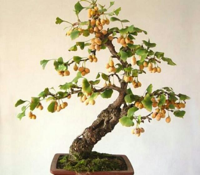 盆栽银杏树更具观赏性,来了解一下银杏如何上盆吧!