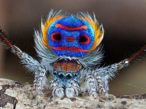 蜘蛛池是什么 蜘蛛池的作用与弊端解析