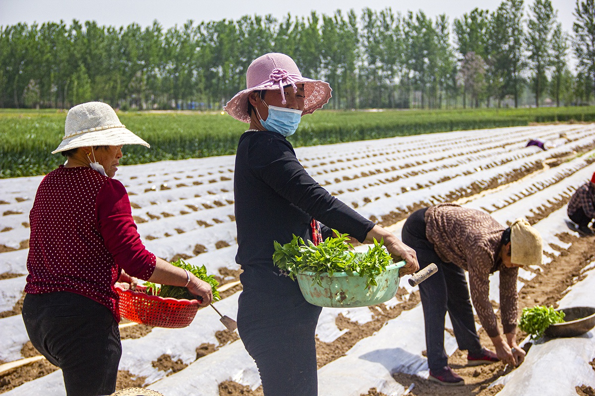 农民收获辣椒接着种菜,每亩收益6000元:土地休息半年