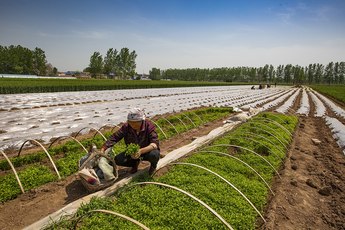 农民收获辣椒接着种菜,每亩收益6000元:土地休息半年