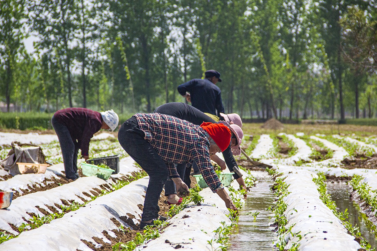 农民收获辣椒接着种菜,每亩收益6000元:土地休息半年