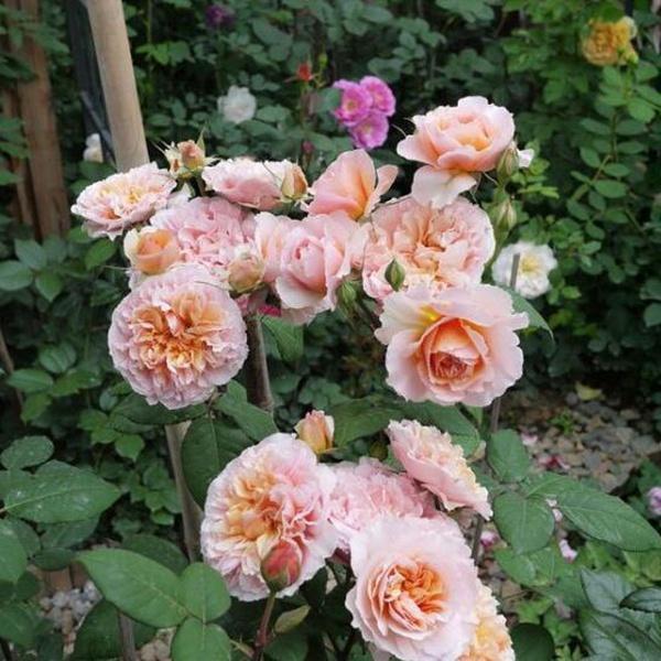 月季智慧女神,微月切花中的优品,花量巨大,花型可爱!