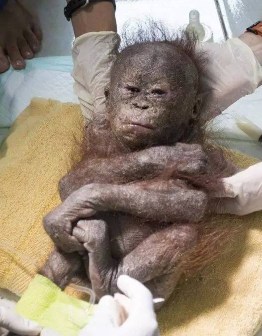 猩猩全身僵硬的卷缩在纸盒里到底谁这么狠心采用这样处理方式