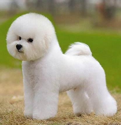 "棉花糖"比熊犬为什么那么多人养?这6大优势,让人无法拒绝