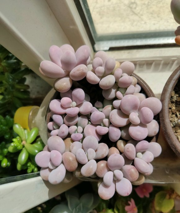 桃蛋干瘪,叶子缺水,学学"配土"小秘方,叶子长到"圆鼓鼓"