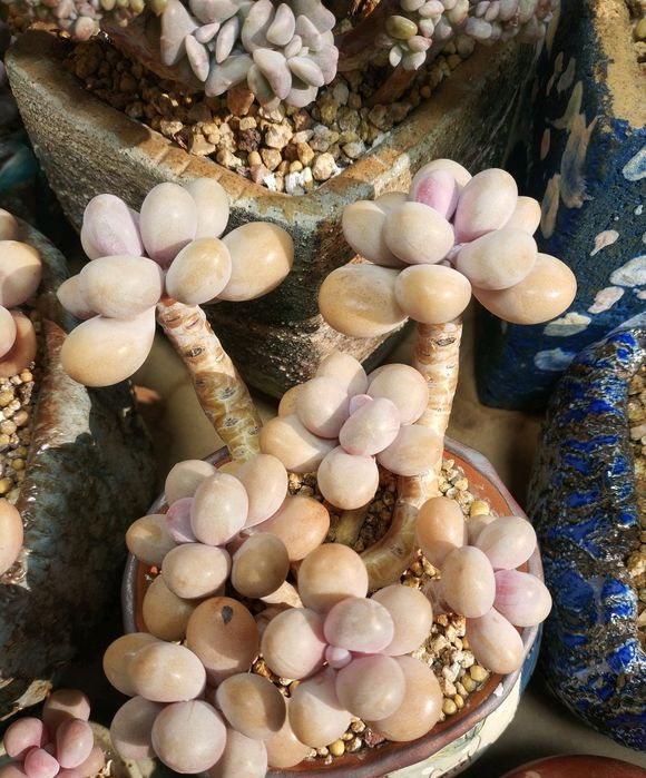 桃蛋干瘪,叶子缺水,学学"配土"小秘方,叶子长到"圆鼓鼓"