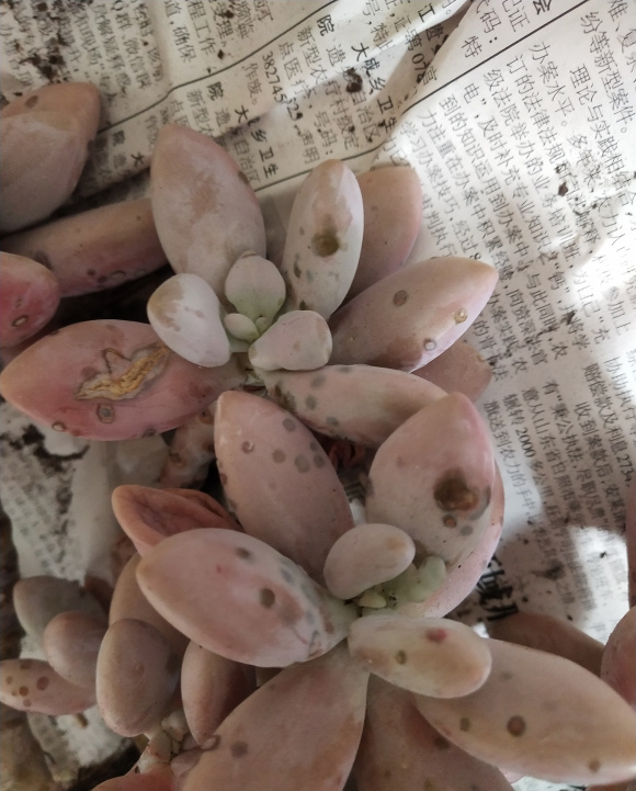 桃蛋干瘪,叶子缺水,学学"配土"小秘方,叶子长到"圆鼓鼓"