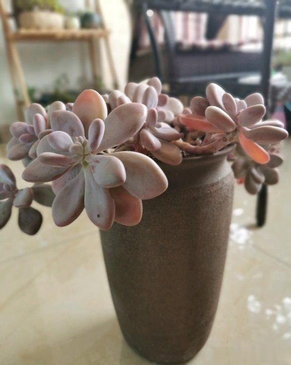 桃蛋干瘪,叶子缺水,学学"配土"小秘方,叶子长到"圆鼓鼓"