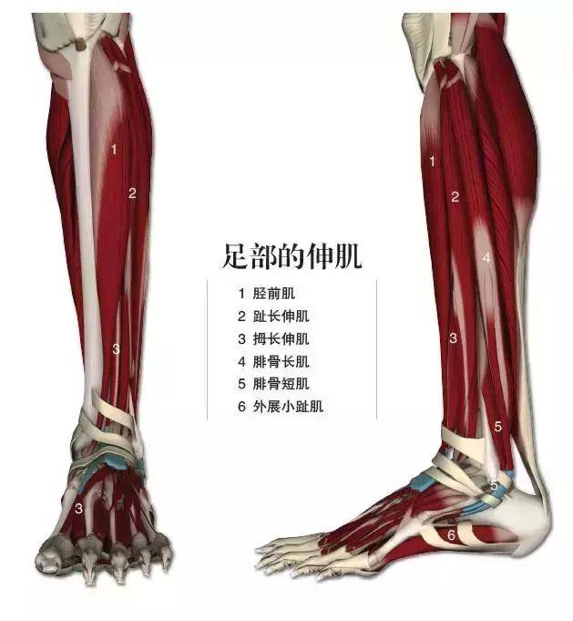 靠逆天细长小腿,成功跻身高个子大长腿行列|邓家佳|小腿|肌肉_新浪