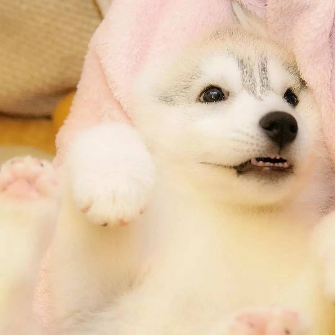 小奶哈颜值太高铲屎官它拆家我也不忍心责怪太萌啦