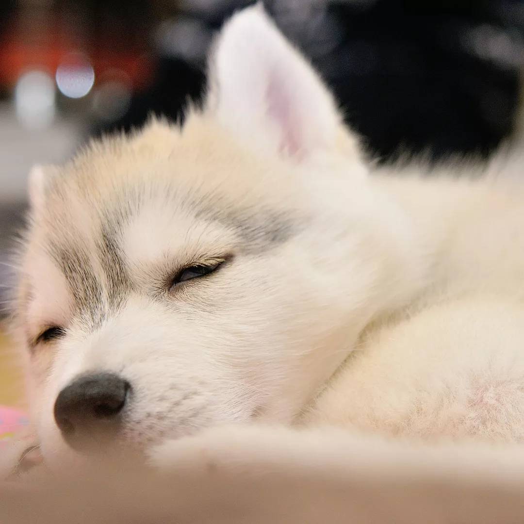 小奶哈颜值太高,铲屎官:它拆家我也不忍心责怪,太萌啦