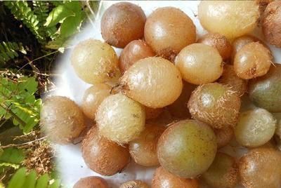 埋在农村土壤里的"凤凰蛋",被当作零食挖来吃,却不知其珍贵