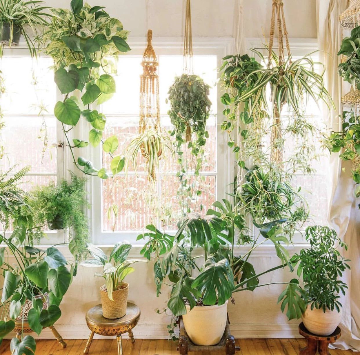 朝北的窗台只有一点光照,可以种下面这些绿植|网纹草|盆栽|窗台_新浪