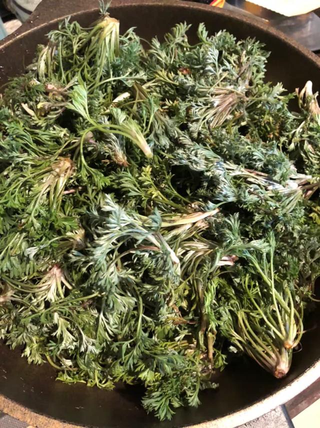 路边"护肝菜"就是它,一毛钱不花,口臭没了,洗肠刮油|茵陈|护肝|一毛钱