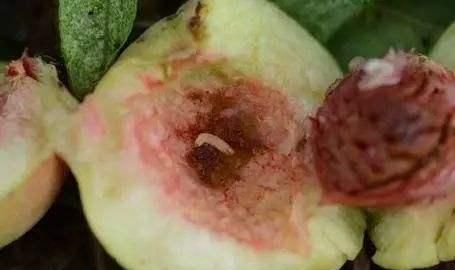 油桃桃蛀螟反复发生?精准识别是基础