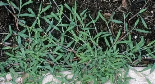 1种杂草,人称马唐,路边遍地是,价值珍贵,明目润肺,遇到重视