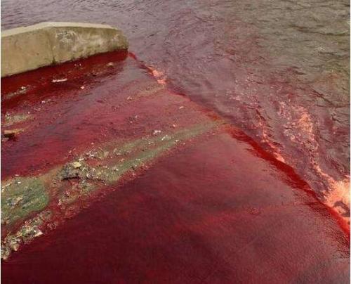 21世纪初印度天降血雨一下就是两个多月这是怎么回事