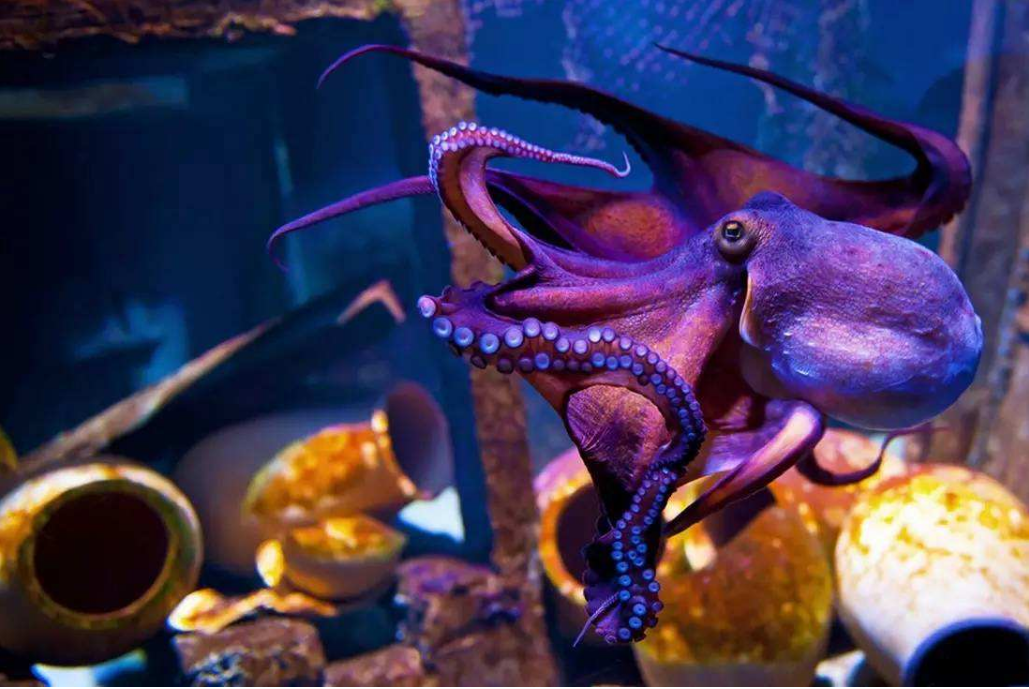 章鱼的前世今生,它可能来自外星,并不是地球的原生物种