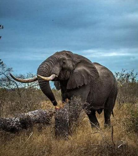 非洲公象一怒,连大树都撞断,谁敢与之争锋?