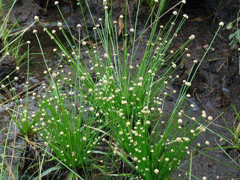 野外偶遇谷精草,一丛丛美丽茂盛,挖回家还有妙用!