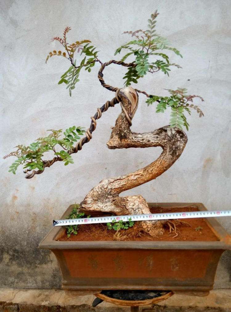 清香木养护,注意几点,枝繁叶茂蹭蹭长!