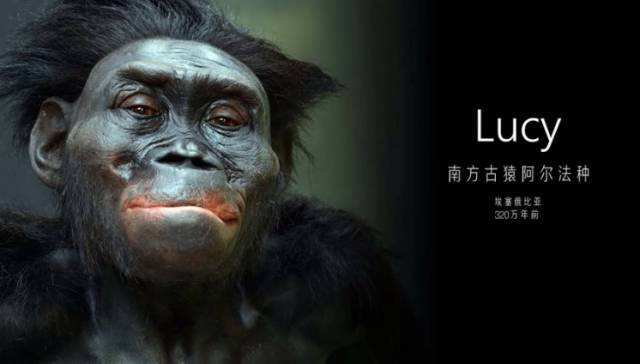 现在的猿猴能“变”成人吗?为什么以前的古猿会成为人!|猿猴|类人猿|进化_新浪新闻