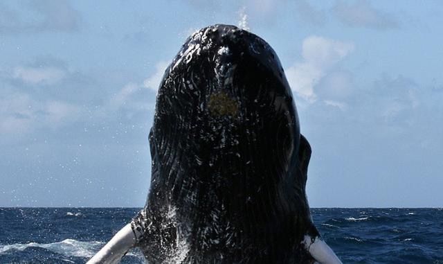 海上突遇巨大黑怪,发出阵阵咆哮,男子直接吓回船舱