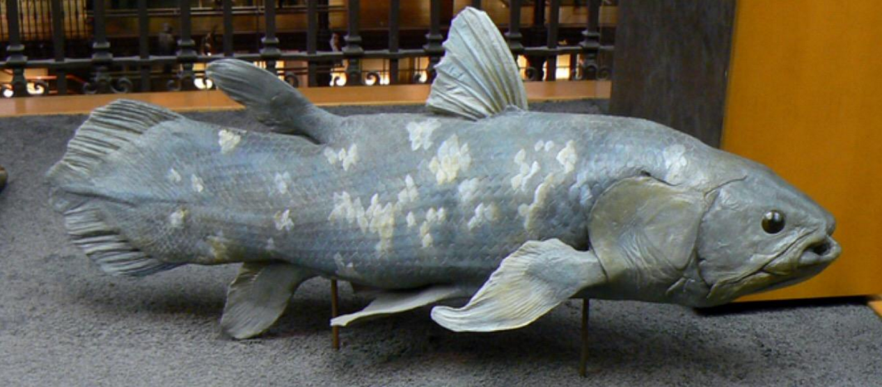 活了6000万年逃过了生物大灭绝的鱼类活化石你见过吗