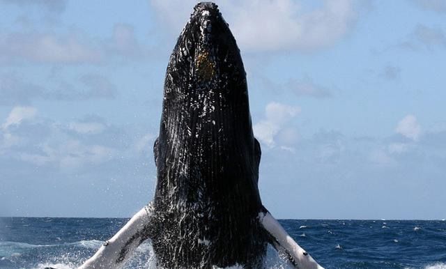 海上突遇巨大黑怪,发出阵阵咆哮,男子直接吓回船舱