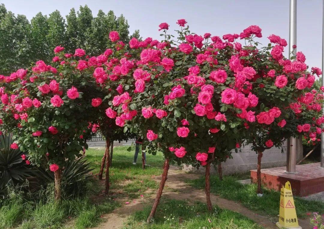 月季大花树自己也能造成品老桩上千块