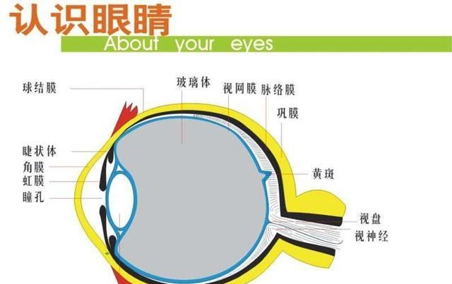寒武纪时期的生物才有了眼睛,人类的眼睛却有个缺陷
