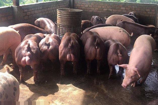 巨型变异猪,体型强壮,肌肉发达,看后让人怪怪的