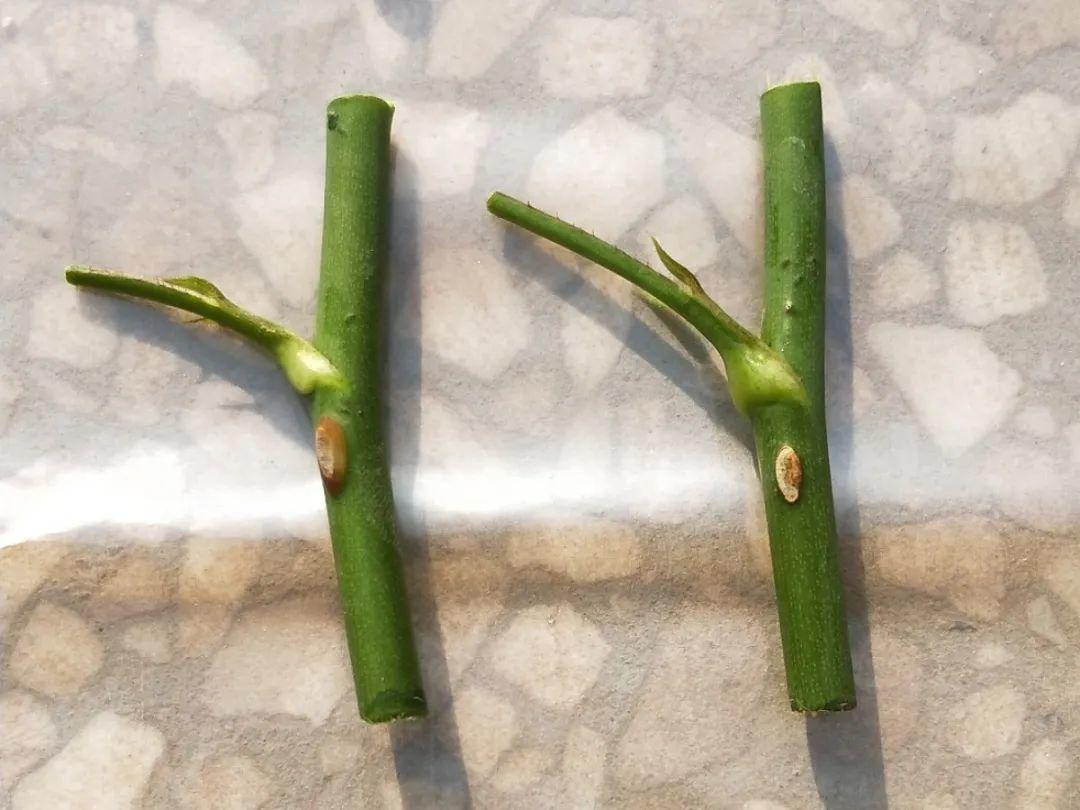 接穗|月季|砧木_新浪新闻