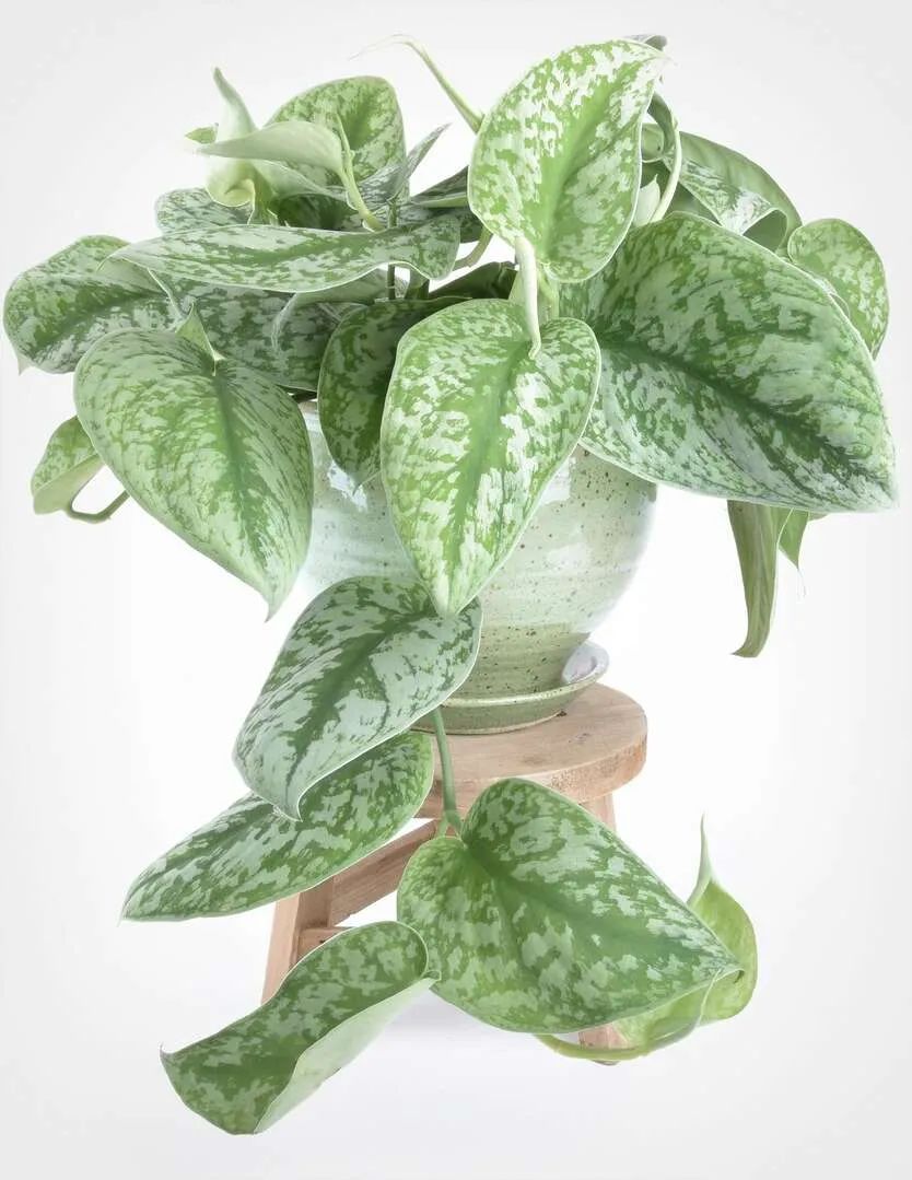 叶面长满银白色斑纹的银叶葛,实际上也是绿萝的品种