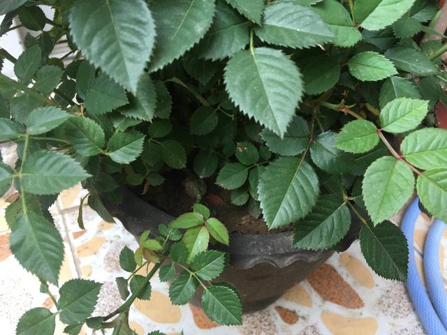 月季花有黄叶,有2个解决方法,叶片厚实油绿,花苞一大把