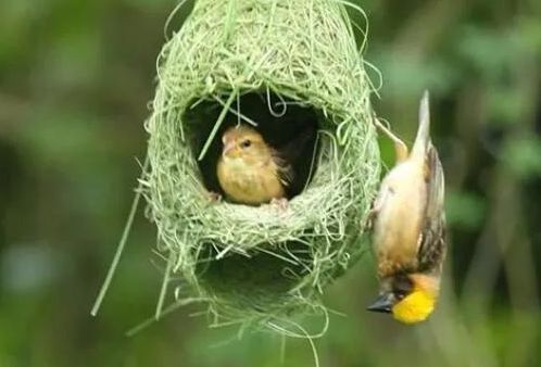 织布鸟鸟巢图片