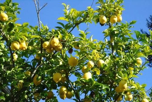 3种带香味的树,家里养一棵,四季清香,人人见了都喜欢