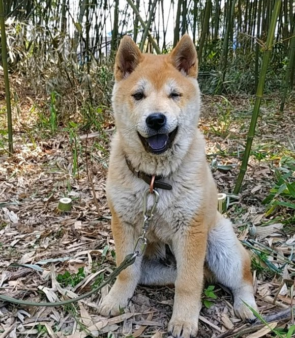 看着土狗身上没肉，当它抬头的一瞬间，整个人都不好了|土狗|小狗|树林_新浪新闻