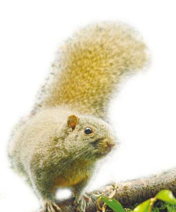 小学五年级课文《松鼠》里,法国作家布封笔下可爱漂亮的小松鼠,而今正