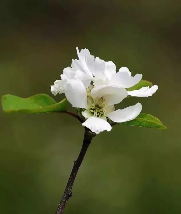 「王益文苑」龙柏芽赋 | 赵建铜