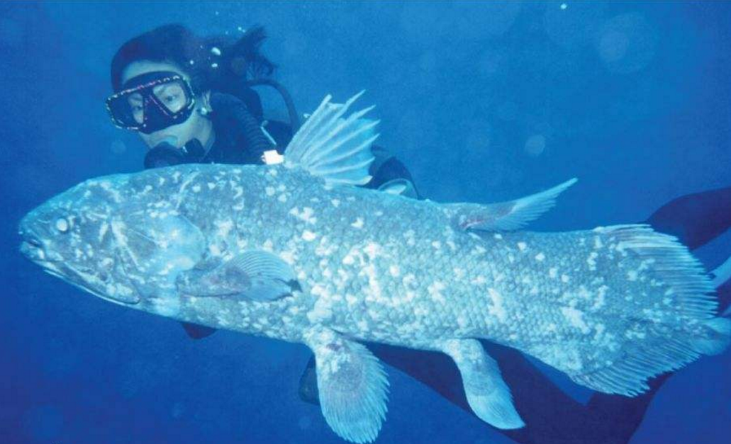 活了6000万年逃过了生物大灭绝的鱼类活化石你见过吗