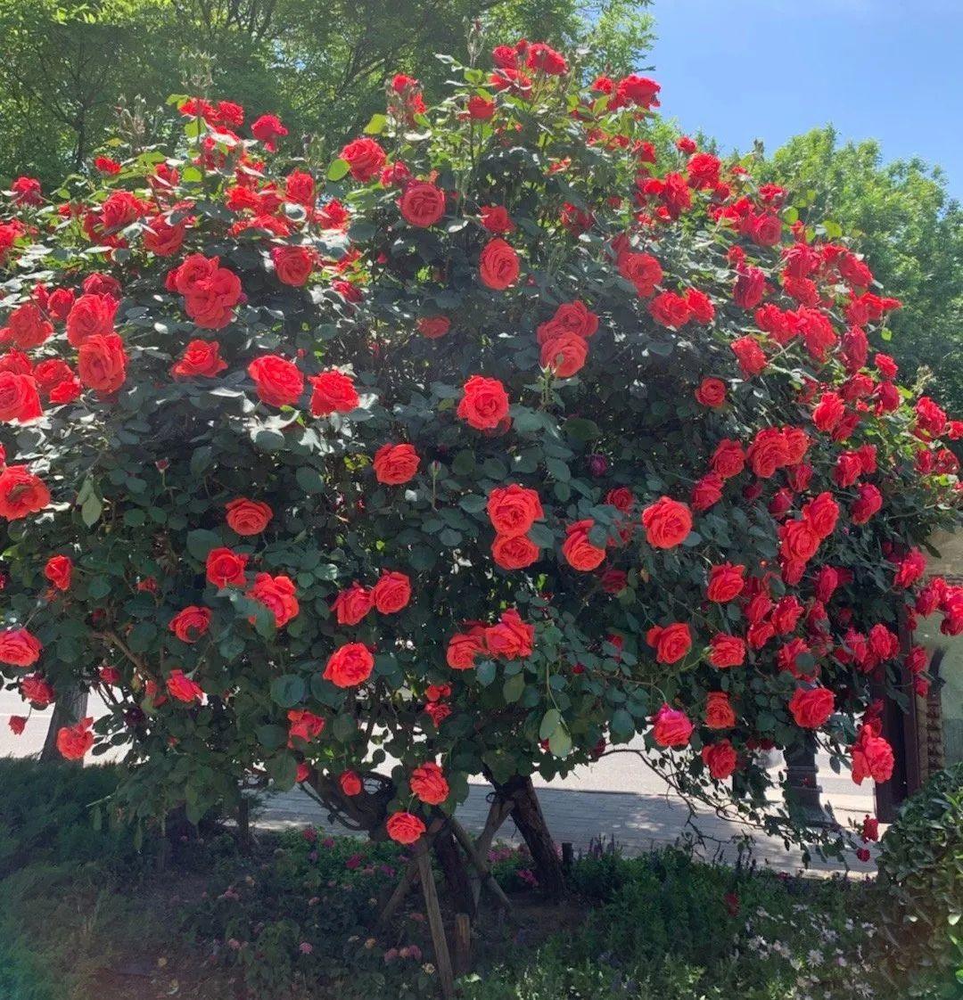 月季大花树,自己也能造,成品老桩上千块!