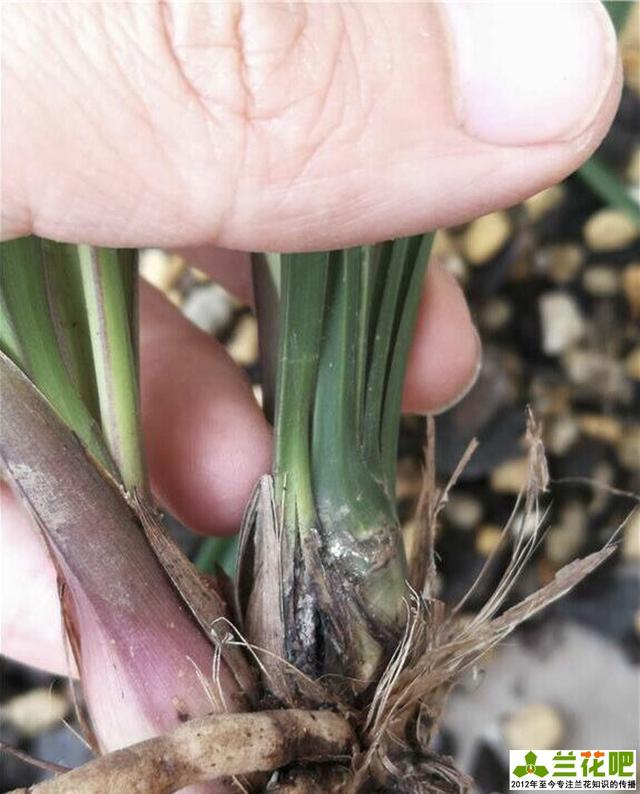 兰花假鳞茎干枯是什么原因