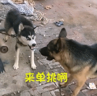 二哈总在试探,不过这次却是德牧怂了,输的不丢人!