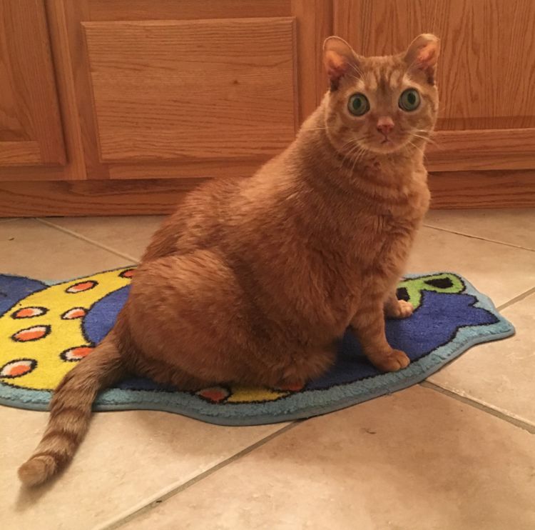 橘猫有双大眼睛,"目瞪口呆"惹人爱,2年前勾住主人,太有魅力